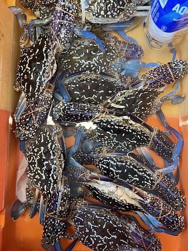 ガザミ大9入約3.3kg(沿岸)