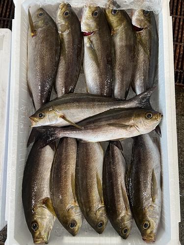 イサキ12入約3.7kg(釣)