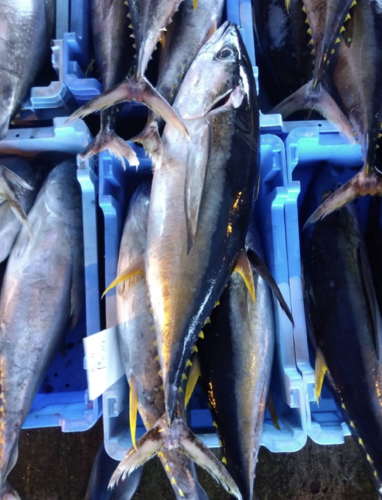 キメジマグロ2入約6kg(釣)