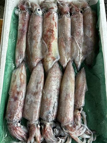 ケンサキイカ11入約2.6kg(定置)