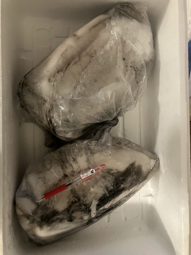 モンゴウイカ冷凍1入約2.5kg(底曳)