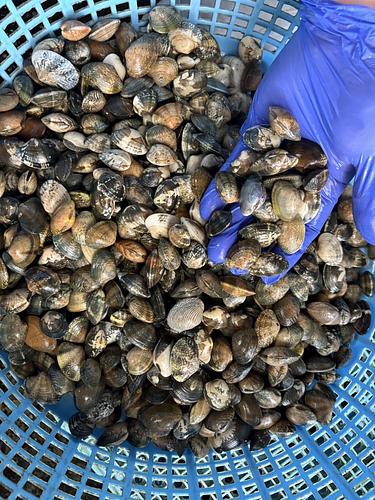 アサリ約4kg(沿岸)