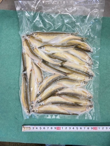 ホンモロコ