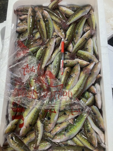 キュウセン約8kg(沿岸)