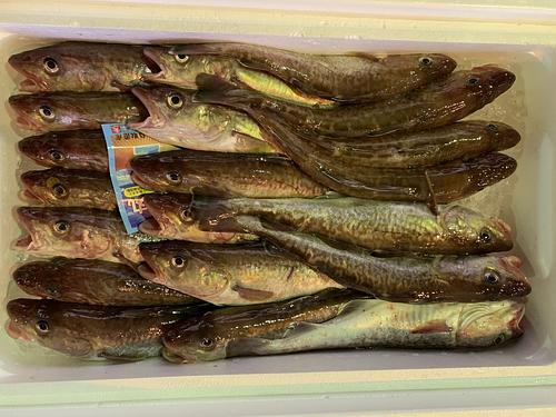 マダラ20入約7kg(底曳)