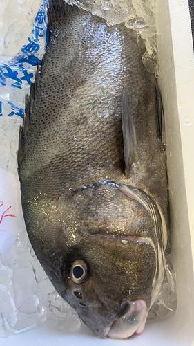 コショウダイ1入約4kg(定置)