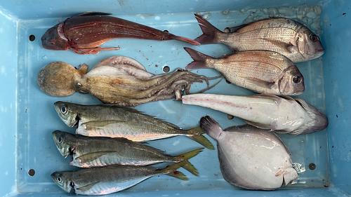 鮮魚BOX約3.9kg(定置)