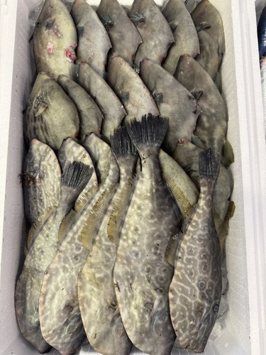 鮮魚BOX約5kg(定置)