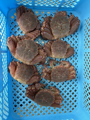 毛ガニ7入約2kg(沿岸)
