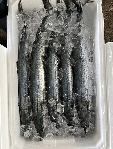 サゴシ6/7k4入約6.5kg(定置)