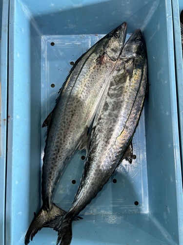 サワラ1入約5kg(定置)