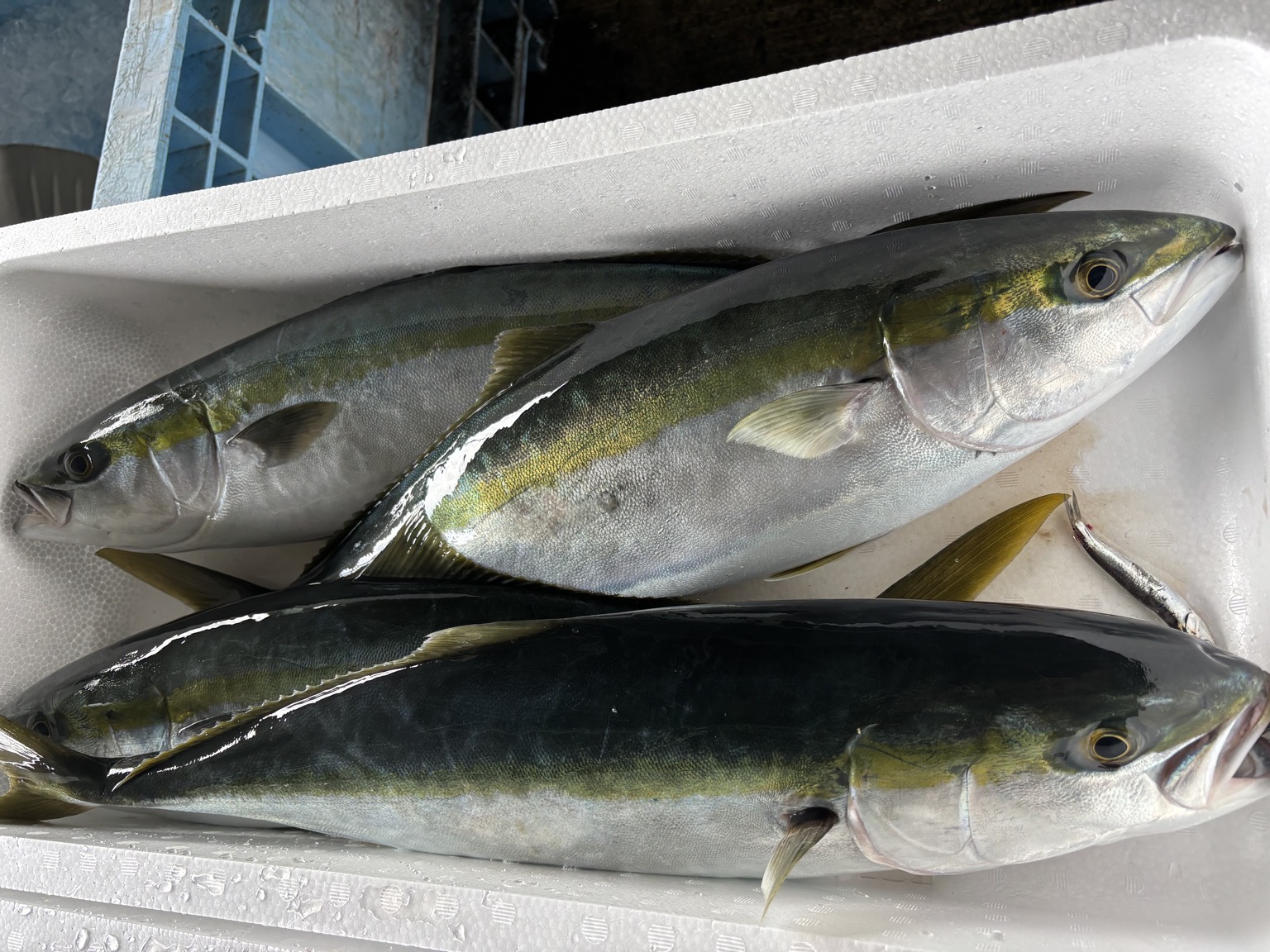 ハマチ10-13k前後4入約11kg(定置)【業務用の鮮魚仕入れならウーオ】
