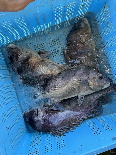 コショウダイ2入約7kg(底曳)