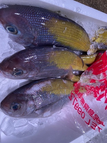 ウメイロ500g〜600g約7kg(釣)