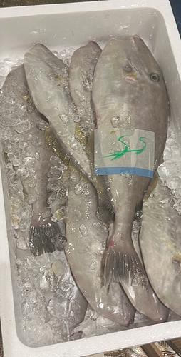 ウスバハギ900g5入約5kg(定置)