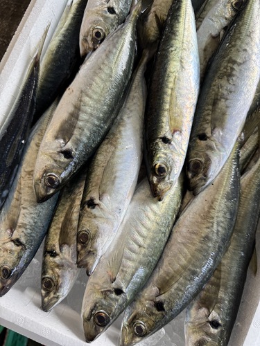 マルアジ２５０g前後サイズ約5.5kg(沿岸)