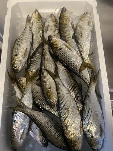 コノシロ(コハダ)17入約3.6kg(定置)