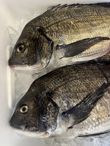 クロダイ4入約4kg(定置)