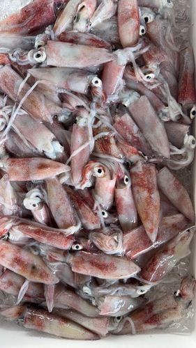 ケンサキイカバラ70g前後約4kg(定置)