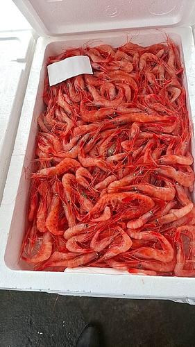 甘エビ約3kg