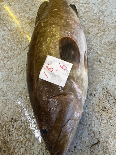 神経〆クエ1入約15.6kg(釣)