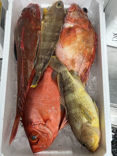 鮮魚BOX約4.5kg(釣)