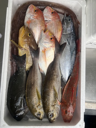 鮮魚BOX約4.7kg