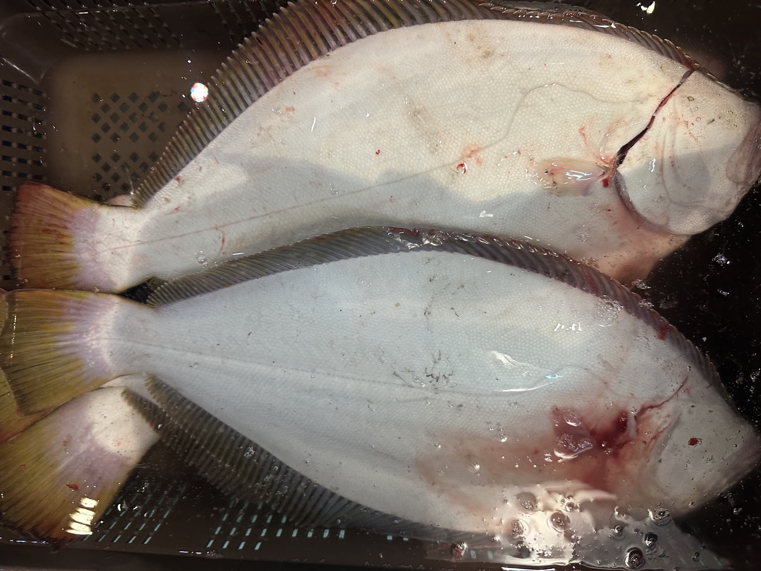 神経〆ヒラメ2kg up/3入約6kg【業務用の鮮魚仕入れならウーオ】
