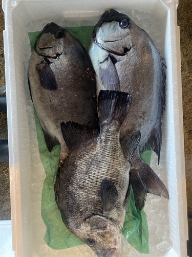 鮮魚BOX3入約3.4kg(釣)