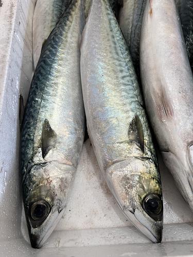 マサバ6入約3.4kg(定置)