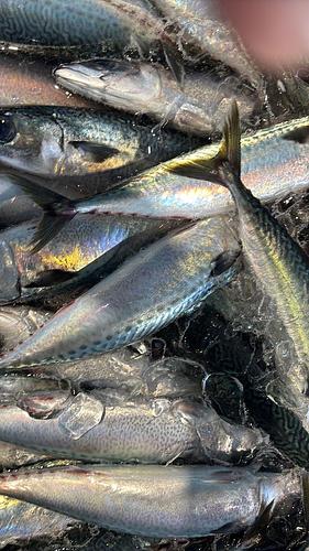 ゴマサバ8入約5kg(巻網)