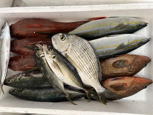 鮮魚BOX③約4.5kg(定置)