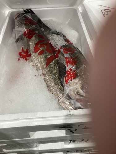 スズキ2入約5kg