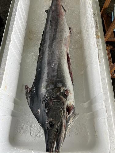 シロカジキ1入約42kg(定置)