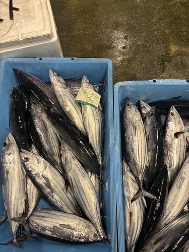 かつお出品 カツオ【業務用の鮮魚仕入れならウーオ】