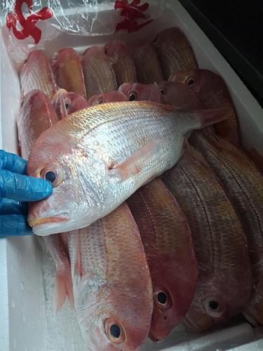 レンコダイ大サイズ18入約10.4kg(底曳)