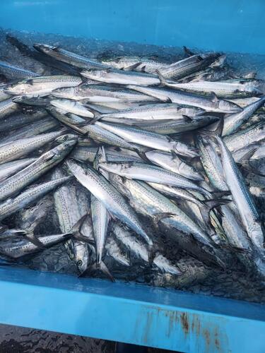 サゴシ5入約5kg(定置)