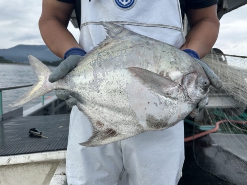 活〆マナガツオ1入約2.8kg(刺網)