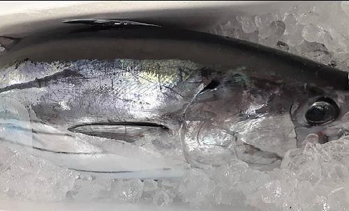 カツオ4/5k1入約4.5kg(釣)