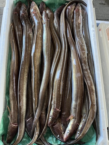 活〆アナゴ大小19入約5kg(カゴ)
