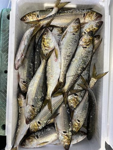 コノシロ(コハダ)28入約5kg(定置)