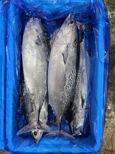 ヒラソウダカツオ5入約5.8kg(定置)