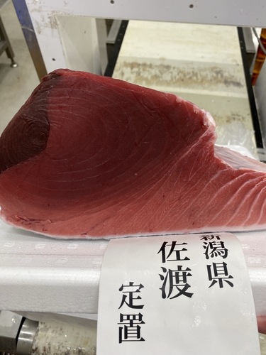 本マグロ(定置)