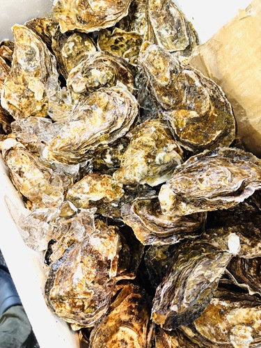 活カキMサイズ40入約7.2kg(養殖)