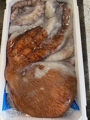 水ダコ1入約9kg(カゴ)