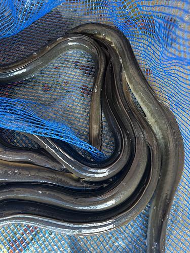 ウナギ天然7入約1.4kg(釣)