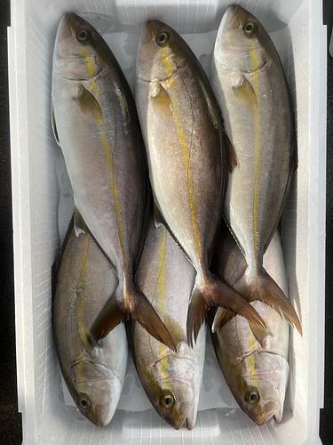 神経〆アカビラ6入約5.4kg(定置)