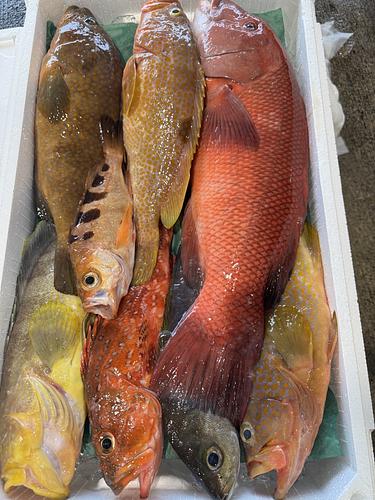 鮮魚BOX約5.1kg(釣)