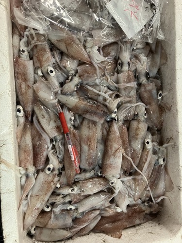 ケンサキイカバラ約3.5kg(底曳)
