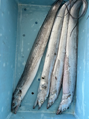 タチウオ4入約4kg(定置)